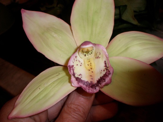 Fiori di zucchero