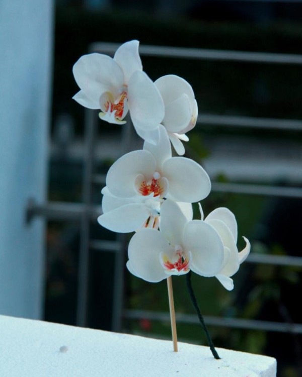 orchidea