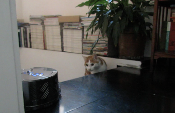 dyson-360-eye-cat