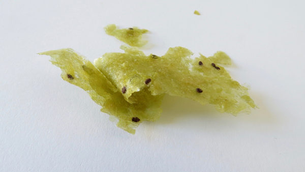 dehydrated kiwi