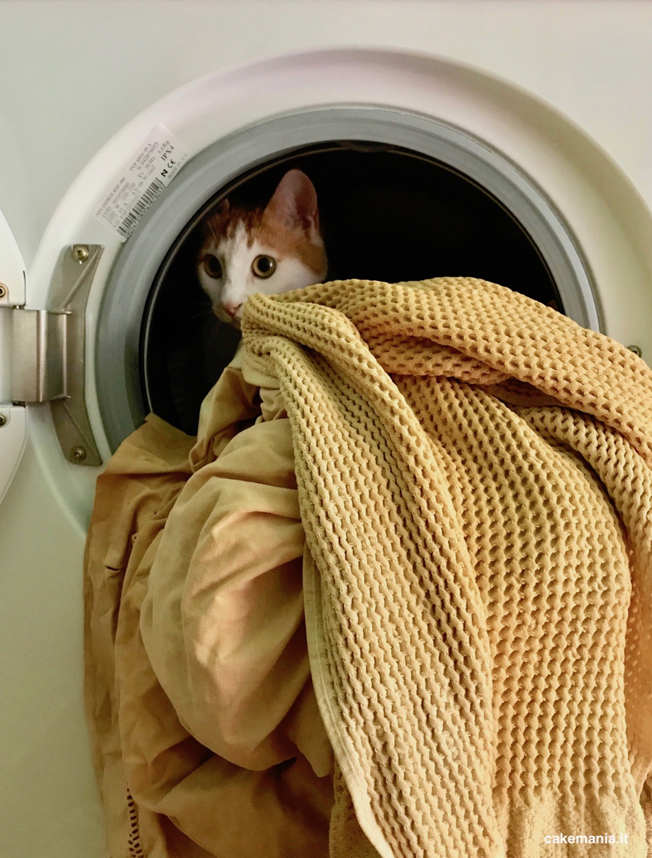 gatto lavatrice
