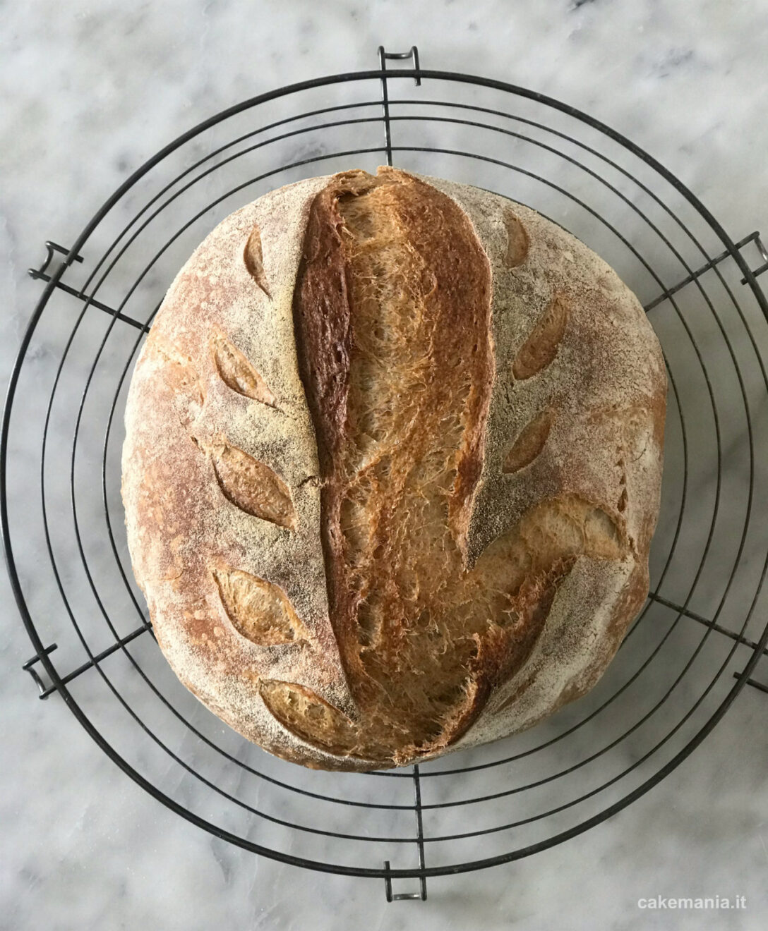 pane con farina petra evolutiva