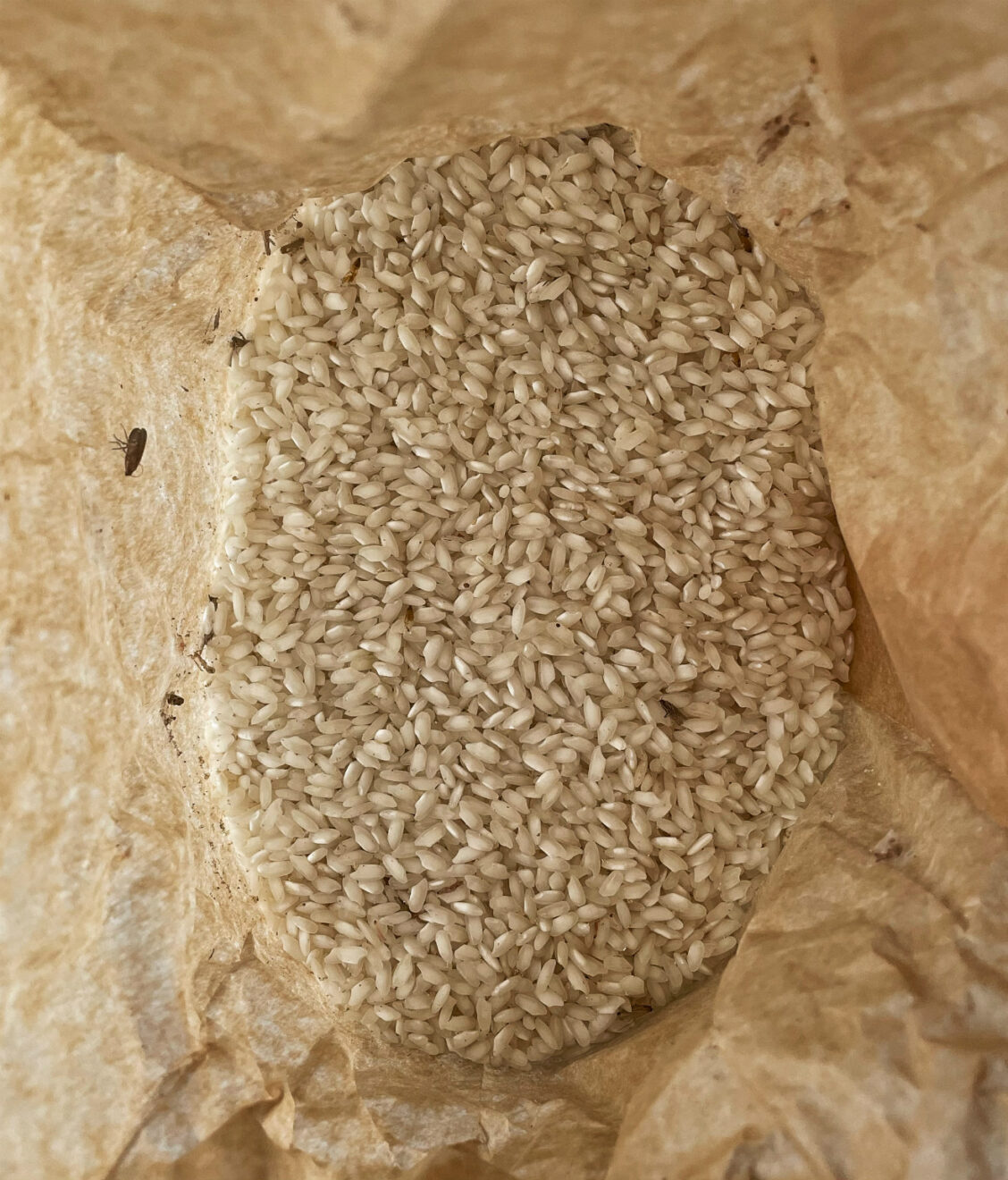 farfalline nel riso e nella farina